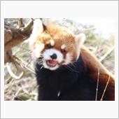 日報3月11日…あっ、それは ...