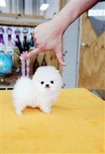 子犬(^o^)/