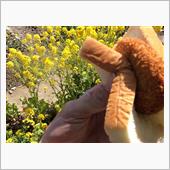 ポカポカ陽気…走ると気持ちい ...