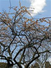 春探し～(*&#180;∀`)♪ その②