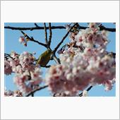 ３月１２日　春霞のある日だっ ...