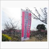 河津桜と、かき氷と、カチコチ