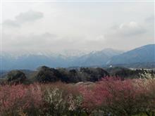 いなべの広大な梅林