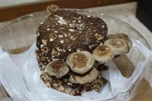 予定外の椎茸
