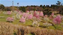 かざはやの里（梅林公園）散策