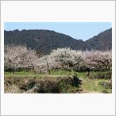 大山梅林　リベンジ・・・
