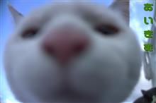 気弱な仔猫だげども｡｡｡(^◇^;)