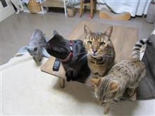 ニャニャニャニャニャ～ニャ ニャニャニャニャニャ～ニャ ニャニャニャニャニャニャニャニャニャニャニャニャ～ニャッ♪