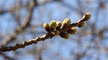 東京・桜の開花は23日前後? 東京・桜の開花は23日前後?