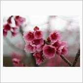 大村 大村公園 寒緋桜☆彡