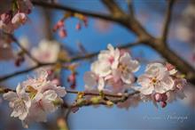 寒緋桜と大漁桜と寒桜🌸