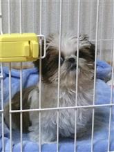 家族が増えました