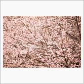 早咲き桜