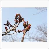 今年の桜は････