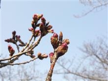 今年の桜は････