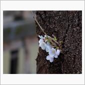 いやはや　花粉症だね。