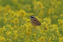 WSへ今季最後の鳥撮りは、大撃沈　・・・　(^_^;)