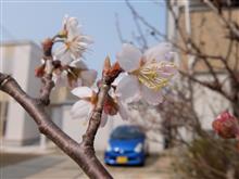 さくらんぼの花