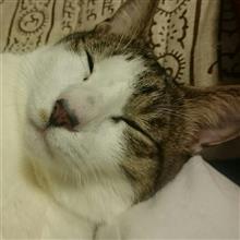 ニャー助(=`ェ´=)劇場♪×10 ニャー助(=`ェ´=)劇場♪×10