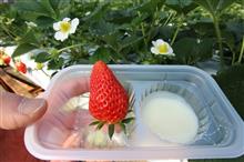 伊豆へ苺狩りに行って来ました
