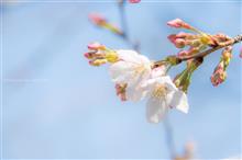勝手に静岡も桜開花宣言！！