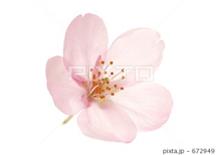 春うららの隅田川『一輪の桜の花』