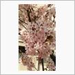 名古屋城近くの早咲き桜見物