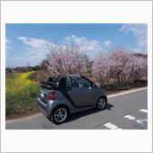 菜の花探しの旅に