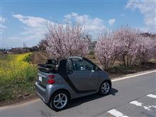 菜の花探しの旅に
