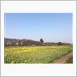 幸手権現堂桜堤（県営権現堂公園）へのお散歩
