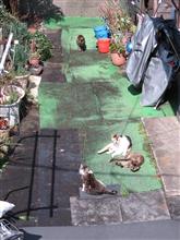 駐車場奥に野良猫が沢山おりまして～