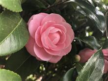 恐怖の尿管ステント除去術