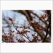 鳥撮り散歩（2017年3月2 ...