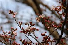 鳥撮り散歩（2017年3月25日）カワセミです