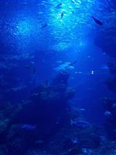 初水族館へと(((((((((((っ･ω･)っ