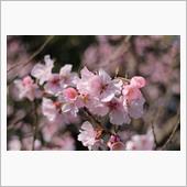 大村 大村公園 高遠小彼岸桜 ...