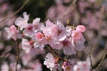 大村 大村公園 高遠小彼岸桜☆彡