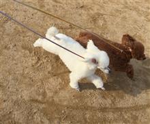 春・らんらんRUN 🐩