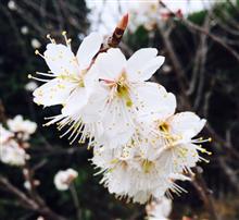 3月も後半