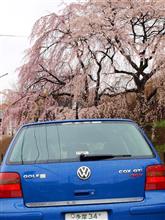 やっぱり「枝垂れ桜」は綺麗だな～