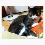 都会猫!?