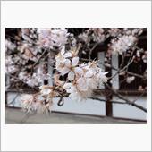 今日のお休みはお花見に・・・