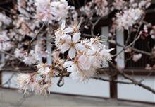 今日のお休みはお花見に・・・