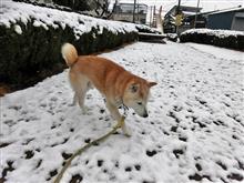 今週は月曜日　朝雪降りました