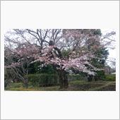 もうすぐ4月です(*^^*)
