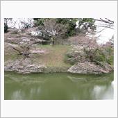 さくら咲く