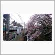 お花見の下見(「゜ー゜)ドレドレ..
