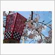 大村 大村神社 枝垂桜☆彡