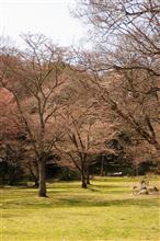 桜なく(^^;)