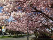 Peak bloom